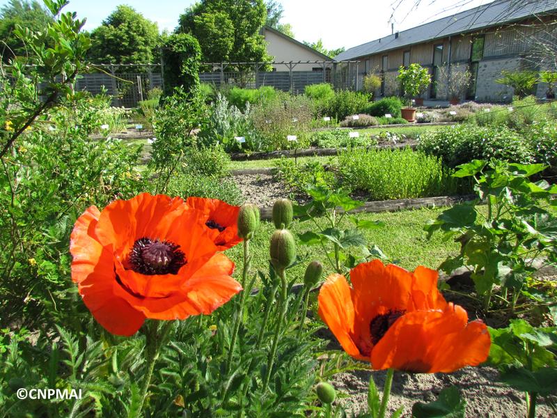 Visiter Milly-la-Forêt - Conservatoire national des plantes aromatiques